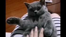 国产猫欺负蓝猫视频播放,蓝猫沦为“笑柄”？视频播放量爆表，网友热议