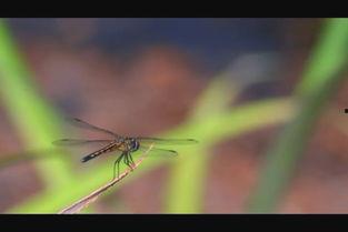 国产蜻蜓如何充电视频教程,轻松掌握电视播放技巧