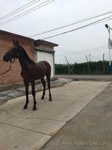 国产半血马最新视频,最新视频揭秘其独特魅力  第3张