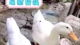 国产区露脸视频老鸭,揭秘网红背后的故事  第1张