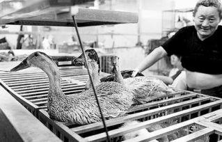 国产区露脸视频老鸭,揭秘网红背后的故事  第2张