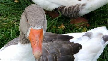 国产区露脸视频老鸭,揭秘网红背后的故事  第3张