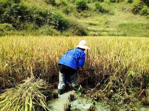 国产山坡开垦视频  第2张