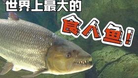 变异国产猛鱼视频,揭秘神秘生物的惊悚瞬间  第2张