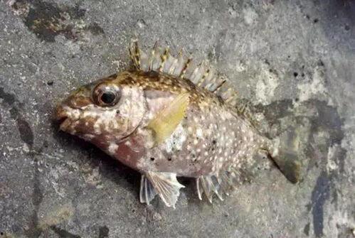 变异国产猛鱼视频,揭秘神秘生物的惊悚瞬间  第3张