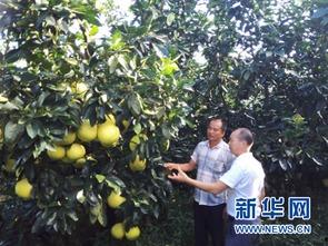 国产迷你柚子种植视频,从播种到收获的绿色之旅  第2张